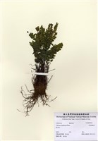 藏品(長尾鐵線蕨)的圖片